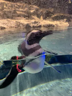 すみだ水族館に投稿された画像（2022/2/24）