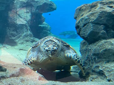 名古屋港水族館に投稿された画像（2022/2/24）