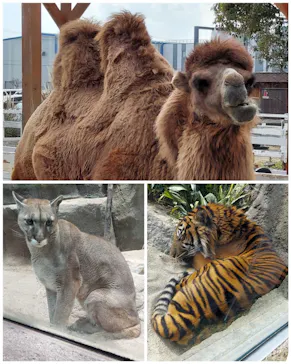 神戸どうぶつ王国に投稿された画像（2022/2/24）