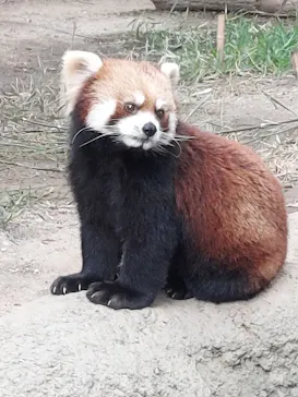 神戸どうぶつ王国に投稿された画像（2022/2/24）