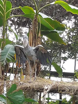 神戸どうぶつ王国に投稿された画像（2022/2/24）