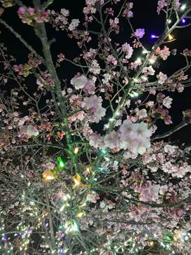 江の島シーキャンドルに投稿された画像（2022/2/24）