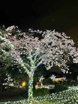 江の島シーキャンドルに投稿された画像（2022/2/24）