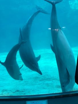 名古屋港水族館に投稿された画像（2022/2/25）