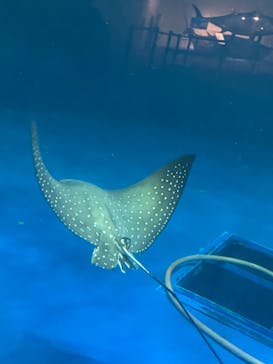名古屋港水族館に投稿された画像（2022/2/25）
