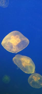 大分マリーンパレス水族館 「うみたまご」に投稿された画像（2022/2/25）