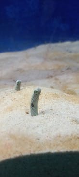 大分マリーンパレス水族館 「うみたまご」に投稿された画像（2022/2/25）