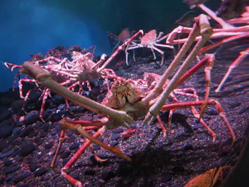 横浜・八景島シーパラダイスに投稿された画像（2022/2/25）