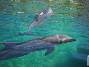 横浜・八景島シーパラダイスに投稿された画像（2022/2/25）