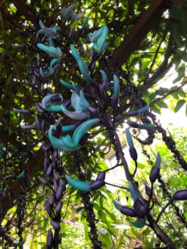 御菓子御殿　名護店　やんばる亜熱帯の森DINO恐竜PARKに投稿された画像（2022/2/25）