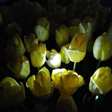 江の島シーキャンドルに投稿された画像（2022/2/25）