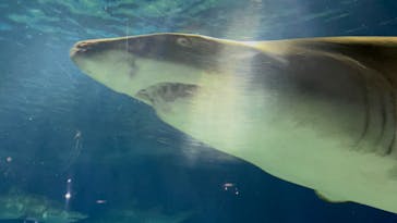 アクアワールド茨城県大洗水族館に投稿された画像（2022/2/25）