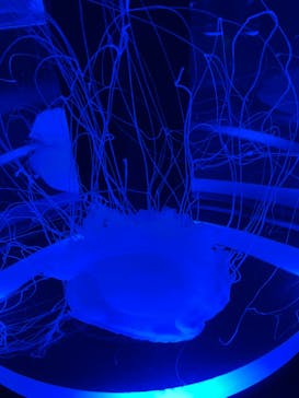 マクセル アクアパーク品川に投稿された画像（2022/2/26）