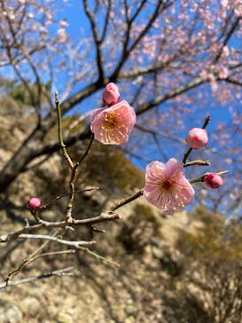 伊豆パノラマパークに投稿された画像（2022/2/26）