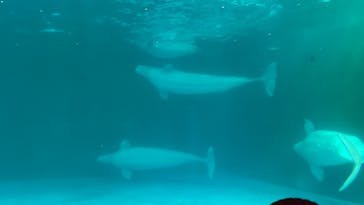 鴨川シーワールドに投稿された画像（2022/2/26）