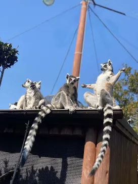 神戸どうぶつ王国に投稿された画像（2022/2/26）