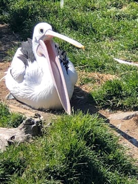 鴨川シーワールドに投稿された画像（2022/2/26）