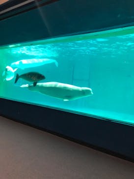 鴨川シーワールドに投稿された画像（2022/2/26）