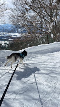 野沢温泉スキー場に投稿された画像（2022/2/26）