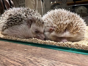 HARRY　横浜中華街店に投稿された画像（2022/2/26）