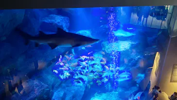 すみだ水族館に投稿された画像（2022/2/26）