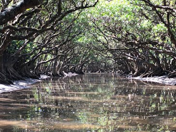 マングローブ茶屋に投稿された画像（2022/2/26）