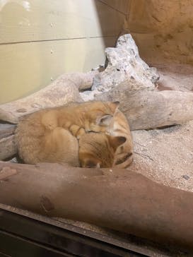 ネオパークオキナワに投稿された画像（2022/2/26）