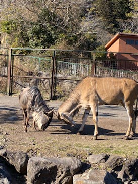 伊豆アニマルキングダムに投稿された画像（2022/2/26）