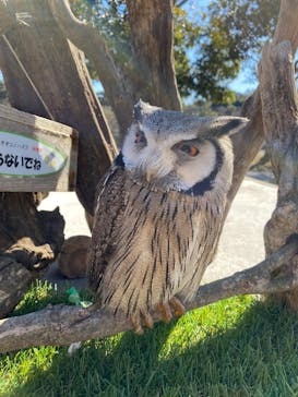 伊豆アニマルキングダムに投稿された画像（2022/2/26）