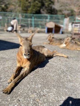 伊豆アニマルキングダムに投稿された画像（2022/2/26）