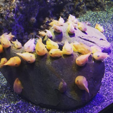 新江ノ島水族館に投稿された画像（2022/2/26）