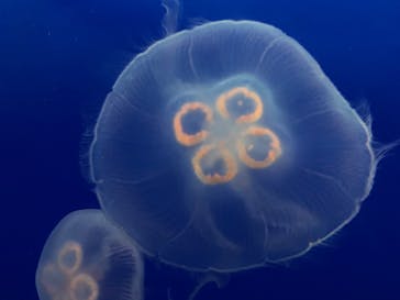 新江ノ島水族館に投稿された画像（2022/2/26）