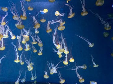 新江ノ島水族館に投稿された画像（2022/2/26）