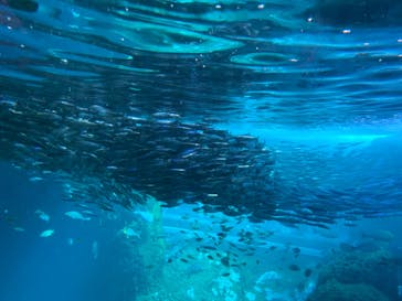 新江ノ島水族館に投稿された画像（2022/2/26）