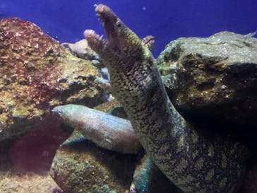 新江ノ島水族館に投稿された画像（2022/2/26）