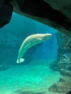 名古屋港水族館に投稿された画像（2022/2/26）