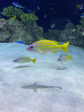 マリンワールド海の中道に投稿された画像（2022/2/26）