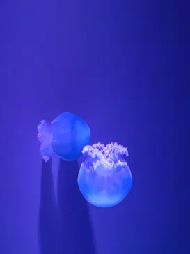 すみだ水族館に投稿された画像（2022/2/26）