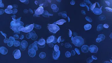 すみだ水族館に投稿された画像（2022/2/26）