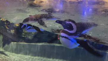 すみだ水族館に投稿された画像（2022/2/26）