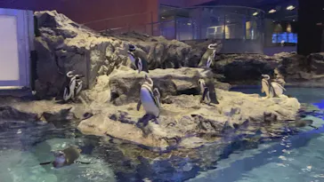 すみだ水族館に投稿された画像（2022/2/26）