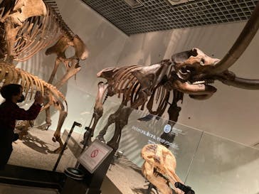 国立科学博物館に投稿された画像（2022/2/26）