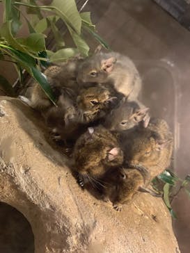 伊豆シャボテン動物公園に投稿された画像（2022/2/27）