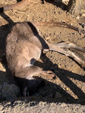 伊豆シャボテン動物公園に投稿された画像（2022/2/27）