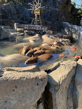 伊豆シャボテン動物公園に投稿された画像（2022/2/27）