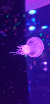 マクセル アクアパーク品川に投稿された画像（2022/2/27）