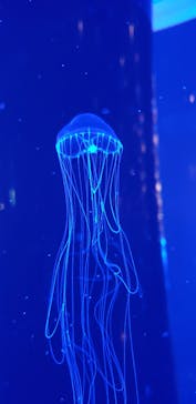 マクセル アクアパーク品川に投稿された画像（2022/2/27）