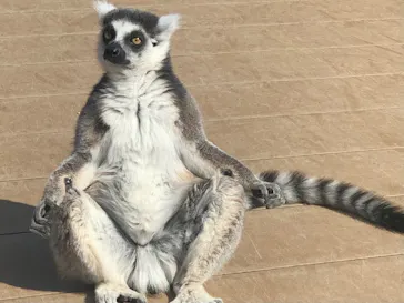 神戸どうぶつ王国に投稿された画像（2022/2/27）