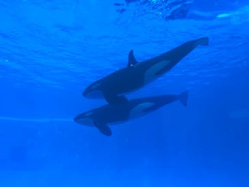 名古屋港水族館に投稿された画像（2022/2/27）