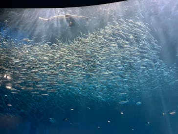 名古屋港水族館に投稿された画像（2022/2/27）